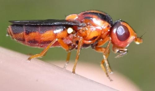 Réf. 364 422 : Capnoptera scutata